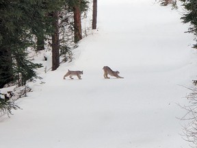 One of the rarer animals to see in Banff National Park, Lake Louise seems to have two of them hanging around. These two were spotted at the ski hill where they're likely hunting for food. The hill has been temporarily closing down runs while the lynx are there to give them some space. Photo by Jacqueline Birk