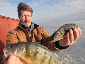 Bill McKie shows off a pair of nice jumbo perch reeled in Friday afternoon inside hut #20. Jeff Tribe/Tillsonburg News