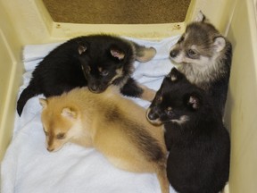 Three out of four of these Husky cross puppies, rescued from Kashechewan First Nation Reserve, are up for adoption at Hillside Kennels. (HEATHER RIVERS, Sentinel-Review)