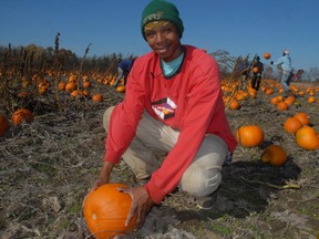 DANIEL R. PEARCE Times-Reformer file photo
Rhondy Effs, a migrant farm worker on the Kukielka farm near Teeterville, was harvesting pumpkins last year.  About 5,000 migrant workers come to Haldimand and Norfolk counties each year.