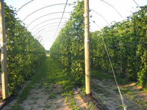 Contributed photo
Hop plants grow on a farm in the LaSalette area managed by Picard's Foods and the Ramblin' Road Brewery Farm.