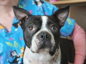 A Boston terrier that was savaged by a coyote is recovering at a Gananoque veterinary clinic while the humane society is trying to find her owner. (Michael Lea The Whig-Standard)