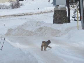 A new neighbour for Elk Lodge residents