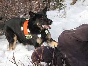 After receiving the command from handler Mark Hall, it didn’t take long for Axel, a 20-month-old German Shepherd to comb through dense bush to locate ‘the victim,’ played by GSRDA team member Andy Potton.