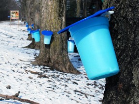 Maple trees tapped with blue buckets collecting sap at Jakeman's Maple Farm. (QMI Agency file photo)