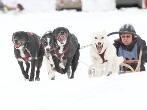 Brenda Birrell of Cranbrook, BC and her four dog team crest the first hill at the Pigeon Lake Dog Sled Classic Feb. 16. SARAH O. SWENSON/WETASKIWIN TIMES/QMI AGENCY