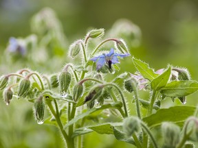 Blue borage attracts beneficial pollinators and looks pretty in the herb garden.