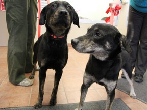 Becky and Kenny, a retriever heeler cross and shepherd heeler cross respectively, arrived at the shelter recently from the Wallaceburg Animal Centre. (TARA JEFFREY/THE OBSERVER/QMI AGENCY)