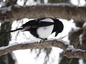 Magpies can be seen throughout the Peace Country all year long. (QMI Agency file photo)