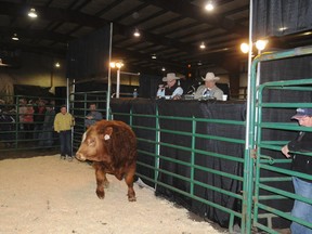 JayDawn Farms and Willow Creek Simmentals will be bringing a wealth of animals to Evergreen Park in a few weeks for the annual Northern Classic Bull Sale as part of this year’s Peace Country Classic Agri-Show. (Peace Country Sun file photo)