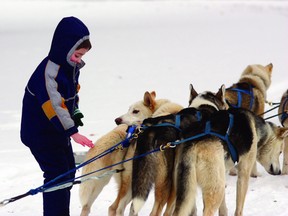 Winterfest saw a new addition this year, with dog-sled rides offered to locals.
Photo by Aaron Taylor/Fort Saskatchewan Record/QMI Agency