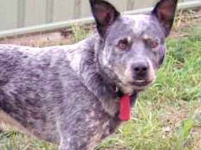 The blue heeler, such as the one pictured above, is a type of Australian cattle herding dog.