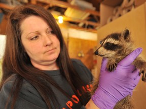 Peggy Jenkins holds a raccoon at Heaven's Wildlife Rescue in this Observer file photo. The Oil Springs woman runs an animal rescue operation and is urging public education about coyotes, following a recent encounter in Canatara Park.  (Observer file photo)