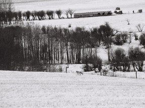 Coyote on the range