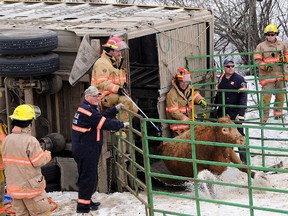 It was a difficult situation Sunday morning as the Grovedale Fire Department was tasked with rescuing 44 cattle after a semi-tractor trailer transporting the cattle rolled to its side near the bridge crossing the Wapiti River on Highway 40, south of Grande Prairie. Firefighters, teamed with local farmers, were able to build a chute and load the cattle into three separate cattle trailers. Firefighters had to cut a door in the trailer with hydraulic rescue tools to free the animals. The driver of the vehicle was uninjured. RCMP continue to investigate the cause of the collision. (Aaron Hinks/Daily Herald-Tribune)