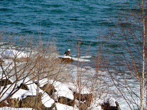 A bald eagle rests on the west shore of Owen Sound Bay Tuesday, Feb. 26, 2013. The sight drew neighbours with cameras to capture the sight. Eagles are becoming a more common sight in this area. Scott Dunn/The Sun Times/QMI