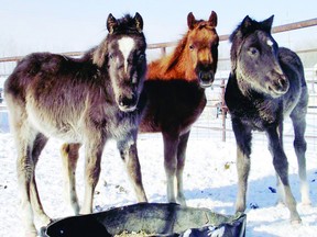Three colts that were taken by the Animal Welfare branch of Manitoba Agriculture, Food and Rural Initiatives.