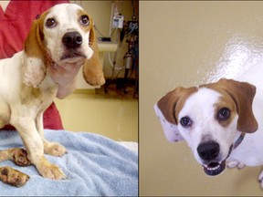 Hope, a beagle cross, was brought into the Quinte Animal Hospital severely neglected and malnourished. On the right is Hope now, after being rehabilitated by staff at the Quinte Animal Hospital.

Quinte Animal Hospital hand outs.