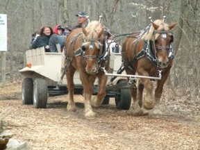Springwater Maple Syrup Festival. (QMI Agency file photo)