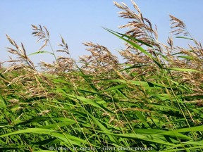 Phragmites.