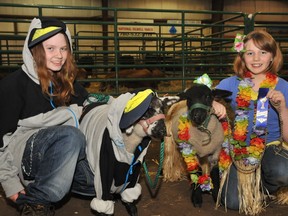 Kayla Slaney, 12, (left) and her lamb, Ninja, placed second to Taylor Johnson, 11, and Chops during the 4-H youth program costume show at the Drysdale Centre at Evergreen Park at last year’s Peace Country Classic Agri-Show. The costume class will once again be part of this year’s youth program at the event. (Peace Country Sun file photo)