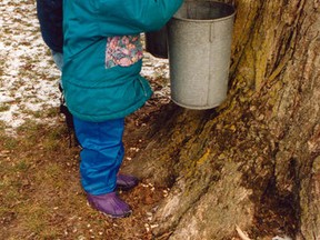 In this old photo, my granddaughters Kate and Sarah Urban are inspecting a newly tapped sugar maple at Maple Ridge Farm, near Waterford. Sarah seemed to think the sap would gush out, like turning on a faucet.