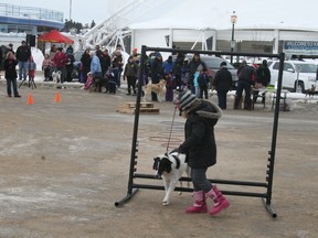 A young competitor guides her canine pal through the obstacle course during the Dog Agility Contest sponsored by Its a Dog's Life. The event was part of the children's entertainment program at the Kenora Winter Carnival on the Harbourfront, Saturday, March 2.