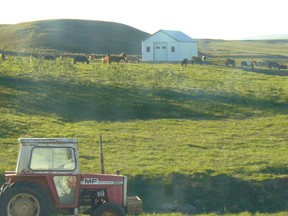 Sherrill Heys took this photograph of horses in a pasture, with a Massey Ferguson tractor in the foreground, during a visit to Iceland.