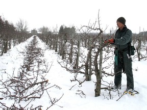 Steve Smith, of Smiths’ Apples and Farm Market, just outside of Port Elgin, has been busy pruning his trees to prepare for the 2013. Smith has had to follow special measures to ensure his apple trees can comeback from last year’s unseasonable weather.