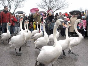This was the scene at last year's swan parade in Stratford. The 2013 version is slated for Sunday, April 7, at 2 p.m. (SCOTT WISHART The Beacon Herald)