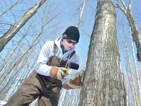 Dennis Aarts taps one of the first maple trees of the season on his sugarbush at McCully's Hill Farm near St. Marys Tuesday. (SCOTT WISHART The Beacon Herald)