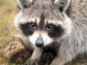 A young raccoon casts a wary gaze at traffic on Britannia St. in this photo from March 2011. (SCOTT WISHART The Beacon Herald)