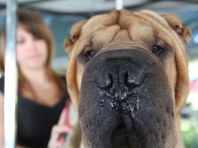 This is an image of a Shar Pei (Reuters)