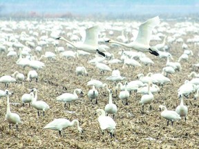 The northern migration of tundra swans is a welcome sign of the coming spring. They can be seen across Southwestern Ontario on their way up to their breeding grounds in the high arctic. This flock was seen south of Wallaceburg. (Richard J. Dompierre Special to QMI Agency)