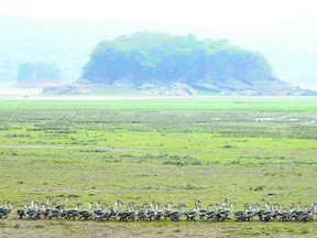 A flock of geese walks on the dried-up bed of Poyang Lake in China?s Jiangxi province. The size of the lake has been reduced from 3,500 square kilometres to 200 square kilometres due to drought and the Three Gorges Dam. (Reuters/China Daily)