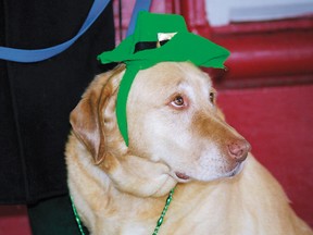 Even Rover gets in the spirit of St. Patrick's Day