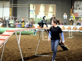 Max and handler Tammy Lambert run through an obstacle course as part of the Unleashed Canine Crew on Saturday at the 28th Annual Peace Country Classic Agri-Show. (Patrick Callan/Daily Herald-tribune)