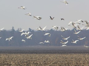 Hundreds of tundra swans were nearby the Lambton Heritage Museum over the weekend as they stopped at the Thedford bog on their way to the Canadian Arctic. Every year the museum hosts the Return of the Swans Festival. THE OBSERVER/ QMI AGENCY