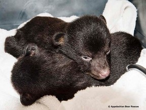 Three black bear cubs, barely one month old, were found box at the side of a South Carolina road in March, 2013. (Appalachian Bear Rescue)