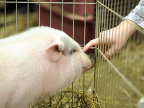 A baby pig was a big hit at the 28th Annual Peace Country Classic Agri-Show over the weekend. The show ran from March 7 to 9 at the TEC Centre, Drysdale Centre and Lewis Hawkes Pavilion. The three-day event consisted of more than 120 exhibitors, horse and dogs shows, seminars, youth programs, a bull sale and more. (Patrick Callan/Daily Herald-Tribune)