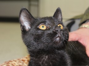 Oscar the cat was rescued by the SPCA after being found in a dumpster. JORDAN THOMPSON/TODAY STAFF