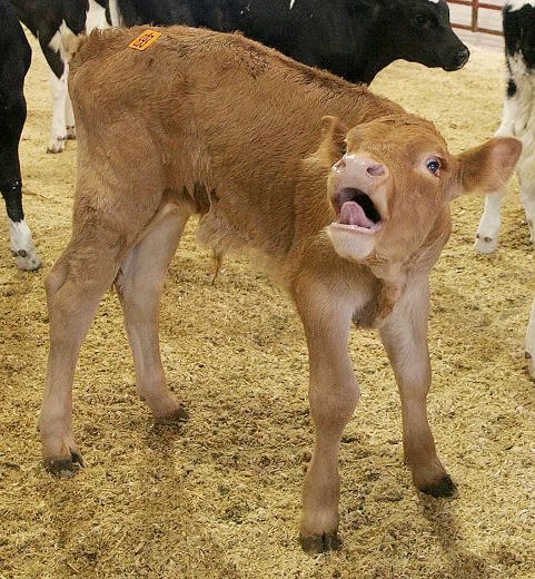 Big cattle auction Friday Belleville Intelligencer