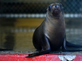 A rescued California sea lion is seen at the Pacific Marine Mammal Center in Laguna Beach, California, March 13, 2013. (REUTERS/Mike Blake)