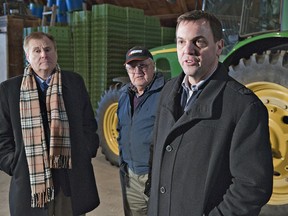 Ontario PC Leader Tim Hudak with Brant riding PC candidate Phil Gillies at the farm of Alex Keresturi (centre), who grows ginseng, elderberries and soy beans on his farm north of the village of Burford, Ont., Wednesday, March 13, 2013. (BRIAN THOMPSON/QMI Agency)