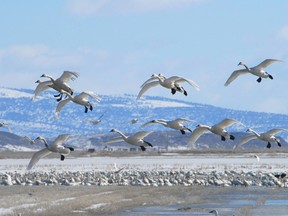 USFWS photo
This weekend will likely be the last for having a gander at the tundra swans as they pass through the Port Rowan-Long Point-Port Royal area en route to their summer nesting grounds north of the Arctic Circle.