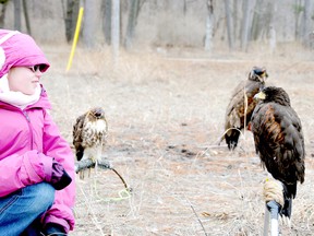 Sarah Burk gets up close and personal with a Harris hawk following a 2011 demonstration at Rondeau Provincial Park by Sam Trentadue and his birds of prey from the Ontario Falconry Centre. The annual Wings of Spring event is happening this weekend at the park. (Daily News File Photo cdn.photo@sunmedia.ca)
