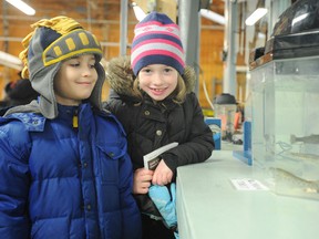 Cousins Sophie Ray, 6, and Michael Ray, 5, check out rainbow trout at the Bluewater Anglers annual open house Saturday. The Sarnia youngsters learned about various life stages for fish. TYLER KULA/ THE OBSERVER/ QMI AGENCY