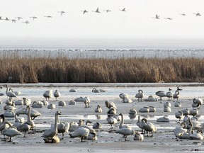 Although Tundra Swan numbers have grown to the point a limited harvest would be possible, some area hunting organizations are concerned this might generate negative publicity. The annual northern migration of an estimated 80,000 Tundra Swans through this area is heading toward its conclusion. File Photo by Jeff Tribe/Tillsonburg News