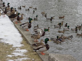 Ducks line the shore of Cedar Creek at Southside Pond. HEATHER RIVERS/WOODSTOCK SENTINEL REVIEW