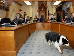 Belleville mayor Neil Ellis' son's dog, Frisbee, hangs out in council chambers as Ellis and councillors vote on a motion moved by councillor Jackie Denyes (standing at left), requesting Prince Edward-Hastings MP Daryl Kramp to voice the city's objection on the proposed redrawing of federal electoral boundaries before the Federal Electoral Boundaries Commission of Ontario, during a special council meeting last year. - FILE PHOTO BY JEROME LESSARD/THE INTELLIGENCER
